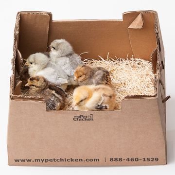 An example of a box used to ship baby chicks across the country.