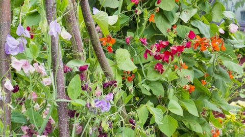 Old Fashioned Flowers For Garden Classic Gardens And Landscape