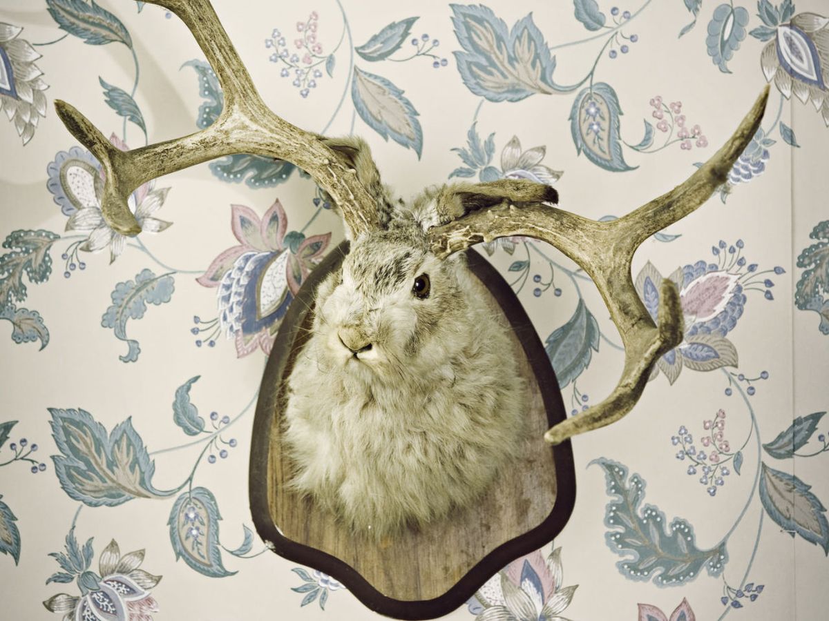 20 Hipster Home Trends We Love  Hipster home, Animal head wall, Animal  heads