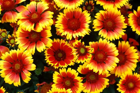 Petal, Yellow, Flower, Orange, Botany, Annual plant, Flowering plant, Daisy family, Perennial plant, Pollen, 