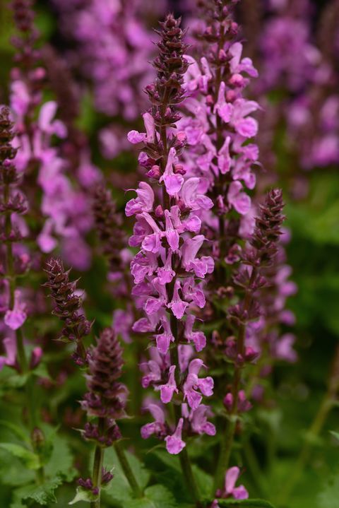 Plant, Flower, Purple, Lavender, Flowering plant, Terrestrial plant, Violet, Wildflower, Annual plant, Broomrape, 