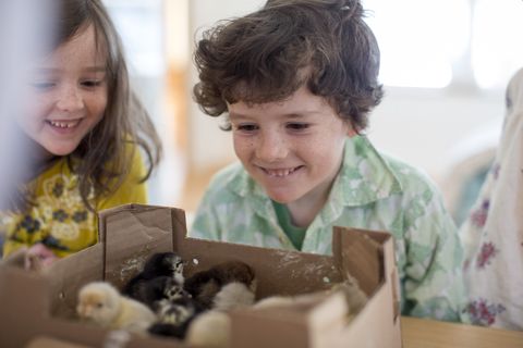 Violet Milliken, 8, and Ollie Milliken, 6, smile as their mom, Kristie Green opens up the box of baby chicks that were shipped from a hatchery in Missouri. The family has been raising chickens and this is the second time they've gotten baby chicks through the mail.