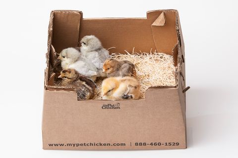 An example of a box used to ship baby chicks across the country.