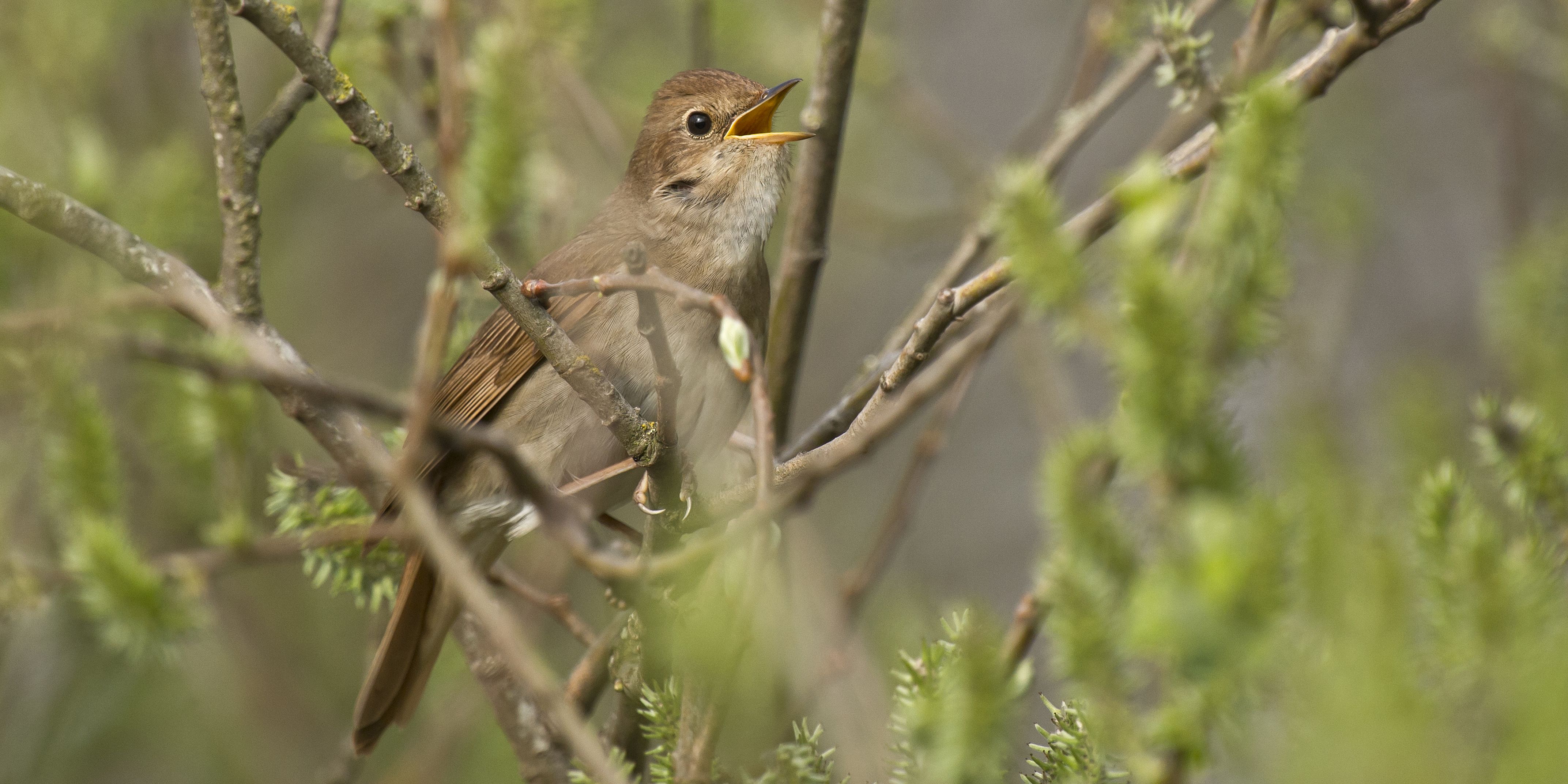 Wake Up To A Chorus Of Singing Birds With This Delightful Educational Alarm App