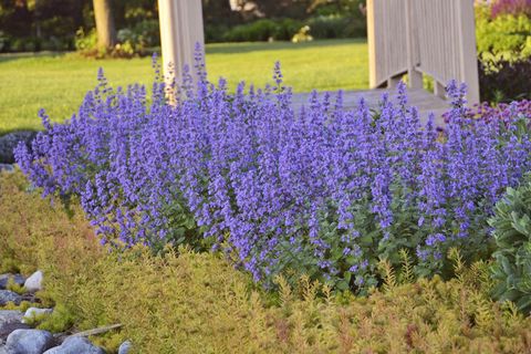 Flowering plant, Flower, Plant, Lavender, Lupin, Delphinium, Common sage, Groundcover, Nepeta, Annual plant, 