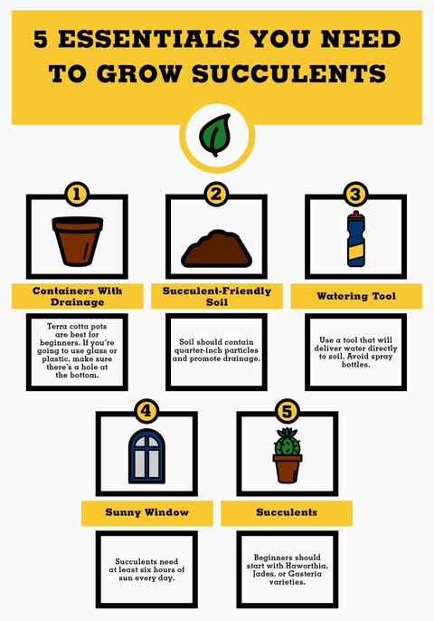 How To Take Care Of Succulents Growing And Planting Tips Image