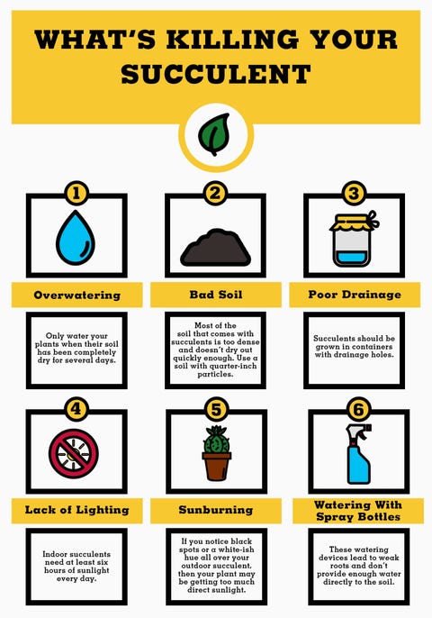 How To Take Care Of Succulents Growing And Planting Tips Image
