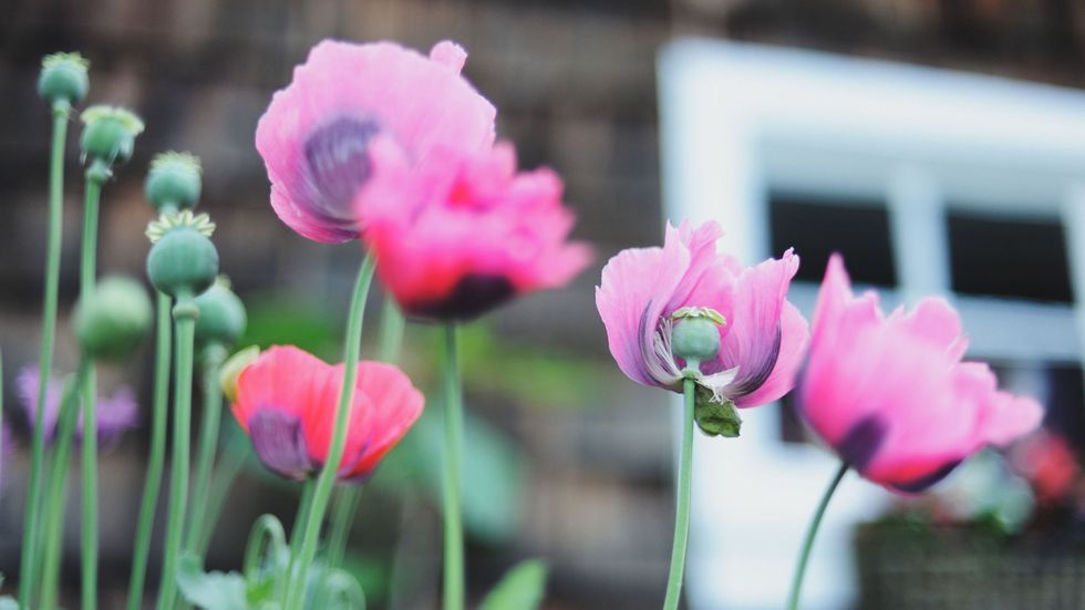 Old Fashioned Flowers for Garden - Classic Gardens and Landscape