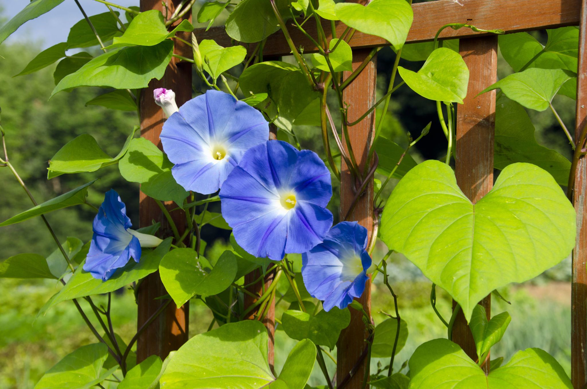 Вьюнки для сада фото. Ипомея трехцветная Ipomoea Tricolor. Ипомея Киозаки. Ипомея Грэнд па.