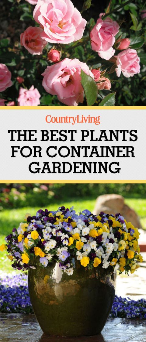 10 Container Gardening Ideas Best, What Plants Are Good For Patio Pots