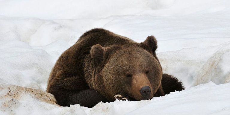 congress-just-made-it-legal-to-kill-hibernating-bears-hunting-on