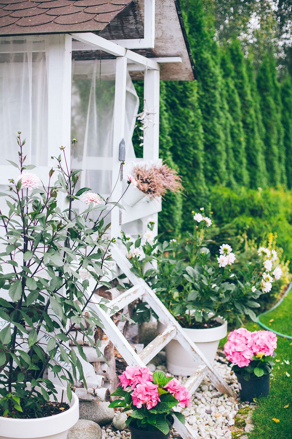 White, Flower, Plant, Garden, Botany, Spring, Yard, Shrub, Window, Rose family, 