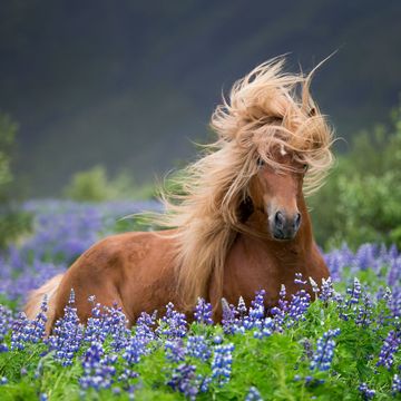 Horse with beautiful hair