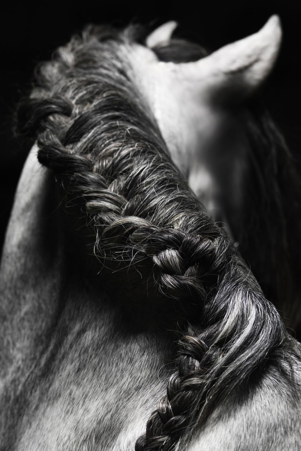 Horse braid
