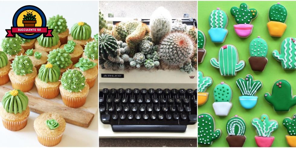 best gifts for succulent lovers