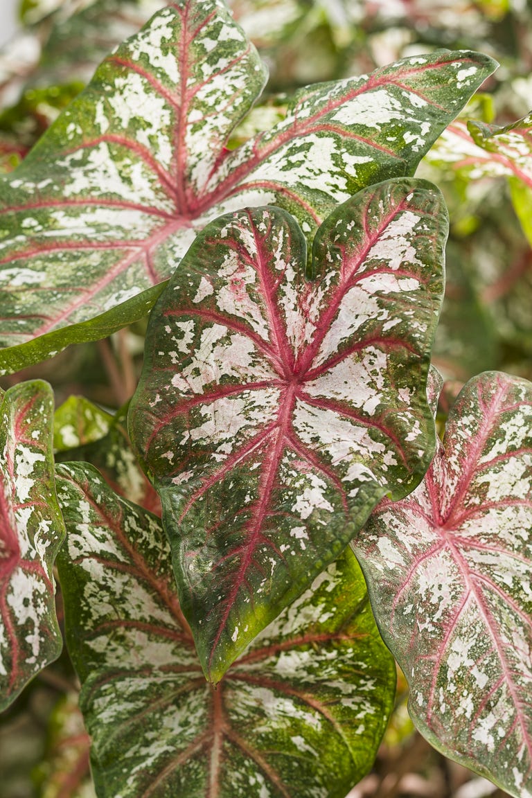 10 Best Shade Loving Plants - Good Plants That Grow in Shade