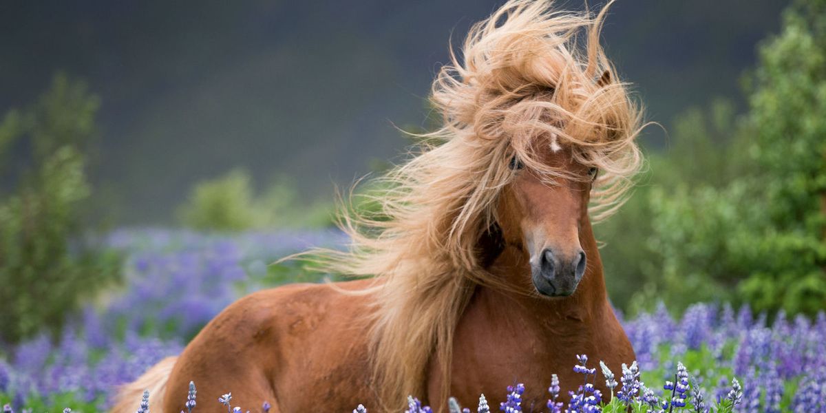 Such a beauty. Sometimes I envy horses hair.