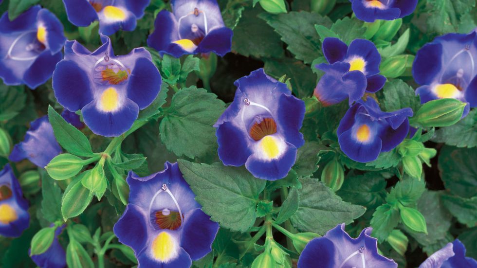 Flower, Flowering plant, Blue, Petal, Plant, Pansy, Groundcover, Purple, Violet, Viola, 