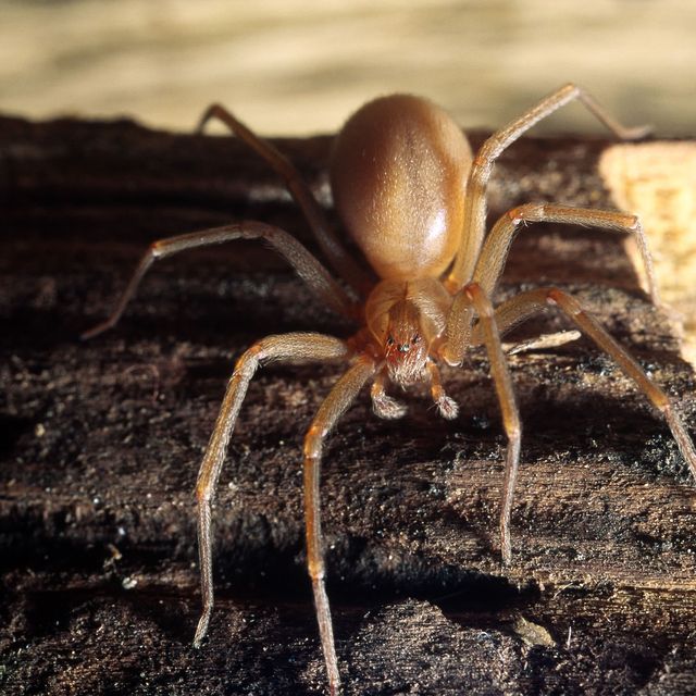 Brown Recluse Spider Bite Facts - Meghan Linsey Bitten By Poisonous ...