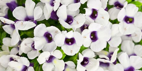 Flower, Flowering plant, Petal, Purple, Plant, Violet, Lilac, Groundcover, Violet family, Viola, 
