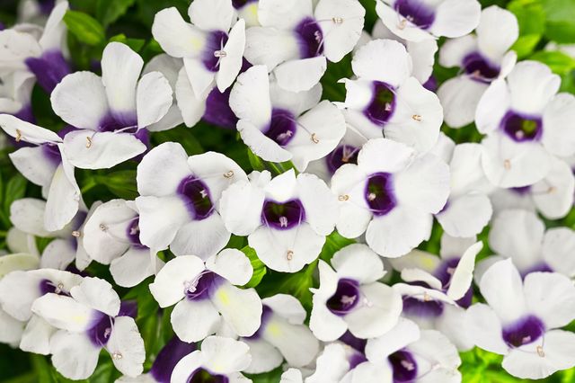 Flower, Flowering plant, Petal, Purple, Plant, Violet, Lilac, Groundcover, Violet family, Viola, 