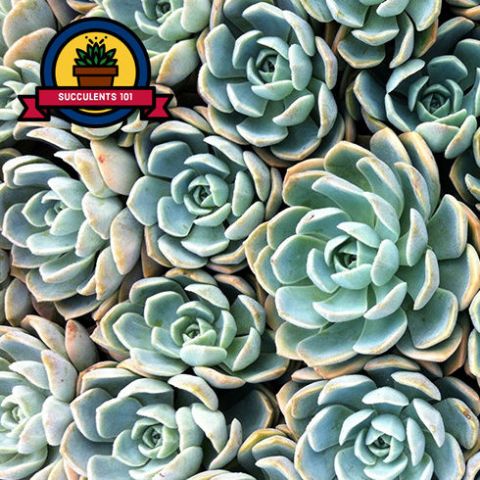 Flower, Echeveria, Plant, Stonecrop family, white mexican rose, Turquoise, Pattern, Succulent plant, Saxifragales, Perennial plant, 