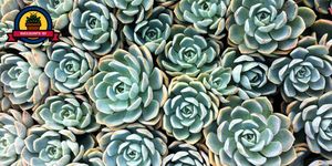 Flower, Echeveria, Plant, Stonecrop family, white mexican rose, Turquoise, Pattern, Succulent plant, Saxifragales, Perennial plant, 