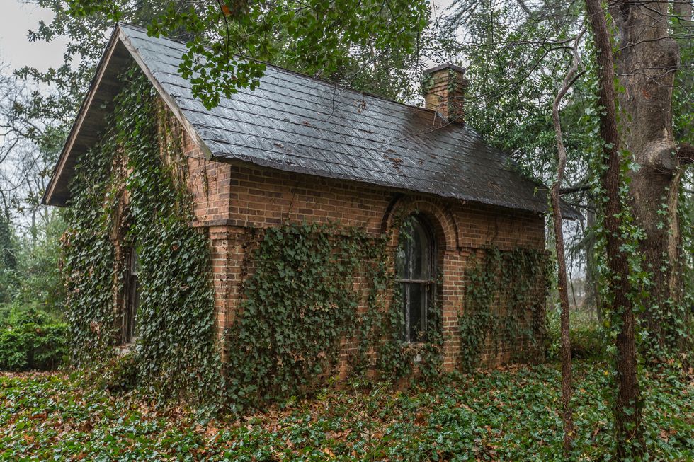 Plant, Window, Property, Tree, Leaf, House, Roof, Rural area, Woody plant, Real estate, 