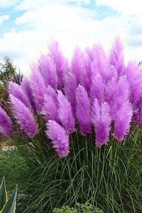 Plant, Flower, Lavender, Flowering plant, florist gayfeather, Grass, Lavender, Perennial plant, 