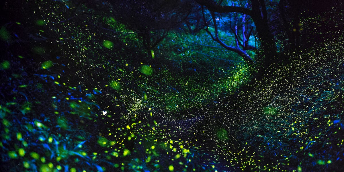 Thousands of Fireflies Will Light Up the Great Smoky Mountains This May
