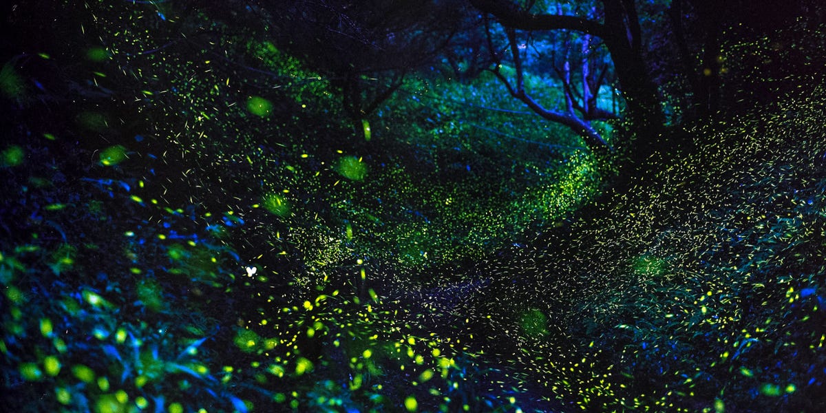 Thousands of Fireflies Will Light Up the Great Smoky Mountains This May ...