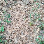 Green, Leaf, Soil, Groundcover, Colorfulness, Deciduous, 