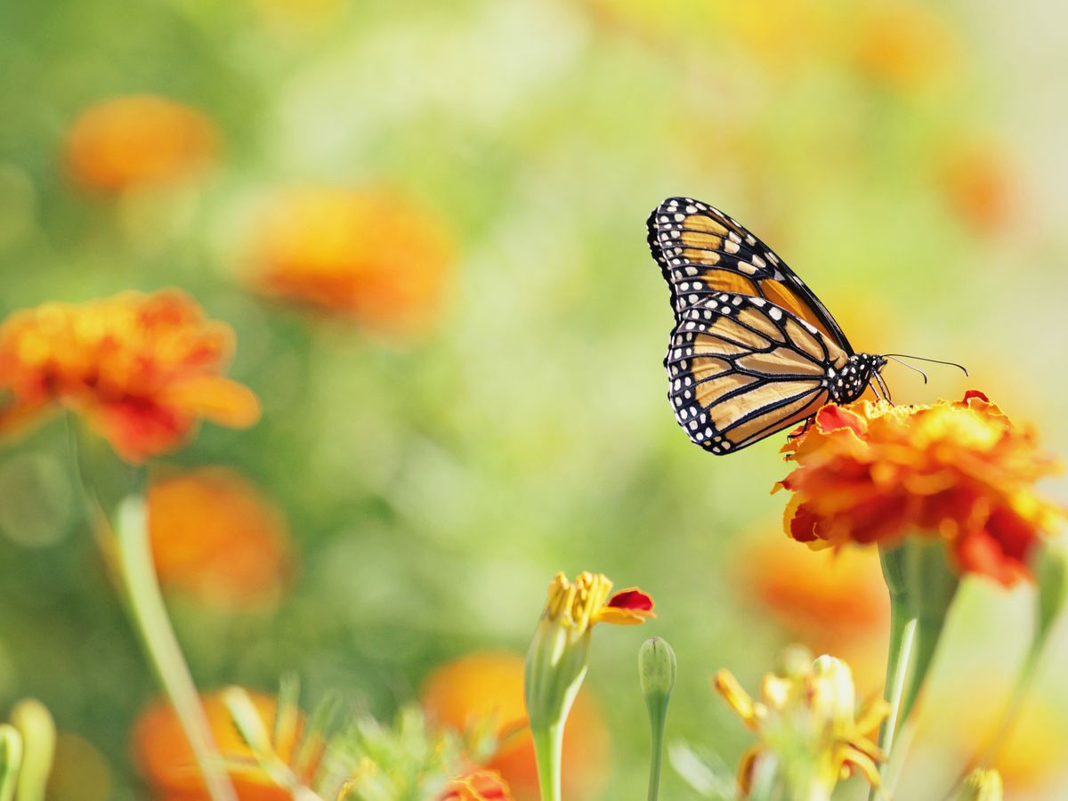 Waterproof Butterfly Garden Yard Planter Butterfly Flower