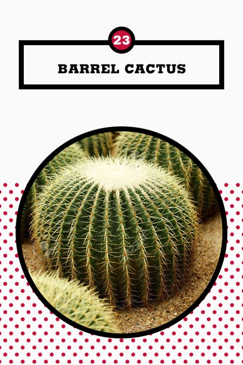 25 Best Succulents - Different Interesting Succulents to Grow