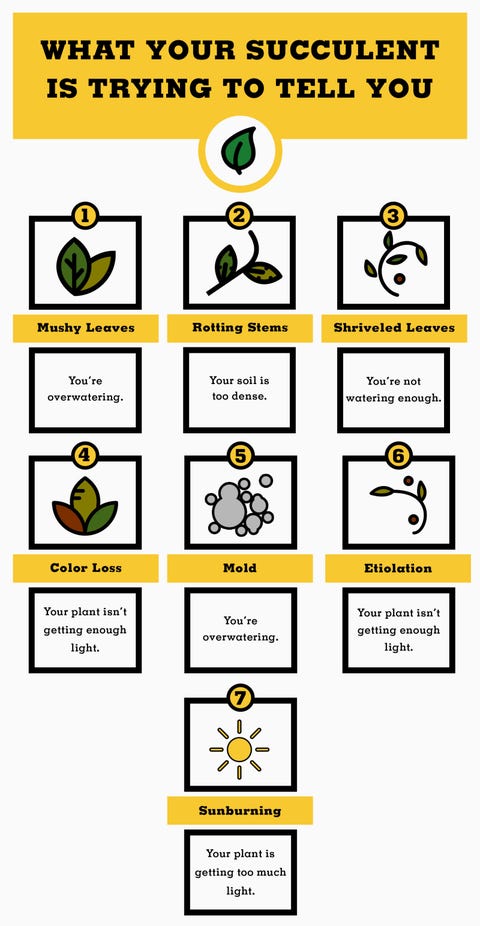 How To Take Care Of Succulents Growing And Planting Tips Image