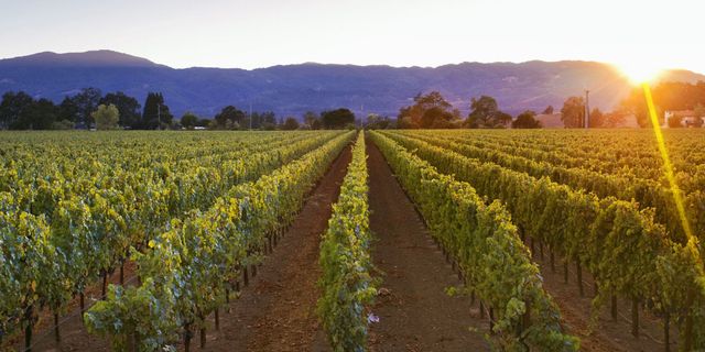 Self-drive Journey Through California's Wine Regions Audley, 40% OFF