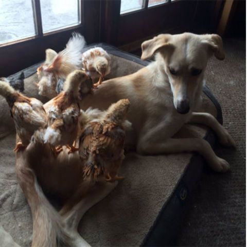 Dog with chickens