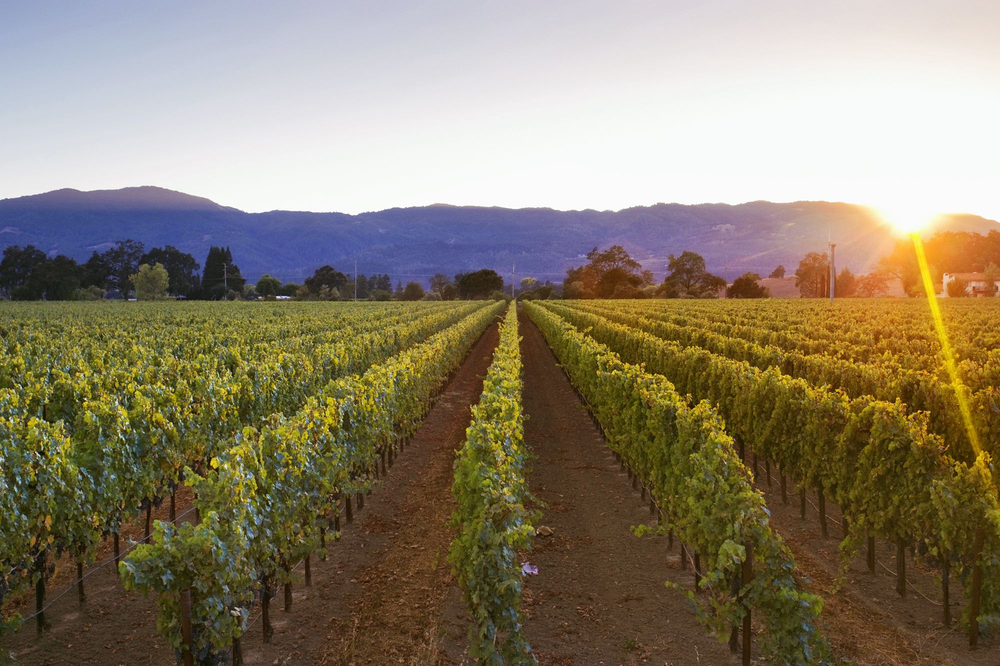 8 California Wine Country Vacation Ideas - 