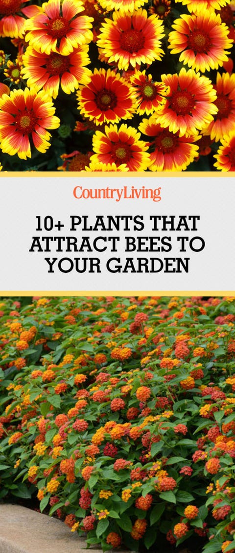 Plants That Attract Bees Pollinator Garden