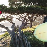 Surfboard, Surfing Equipment, Tree, Vacation, Plant, Surface water sports, Leisure, Tourism, 