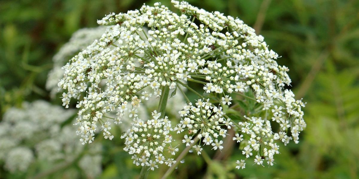 Truckee River Poison Hemlock Outbreak - How To Identify Poison Hemlock