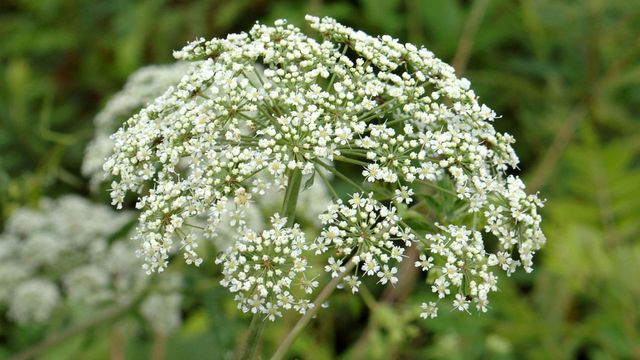 Flower, Flowering plant, Plant, Cow parsley, Heracleum (plant), wild carrot, Trachyspermum ammi, Parsley family, Anthriscus, Angelica, 