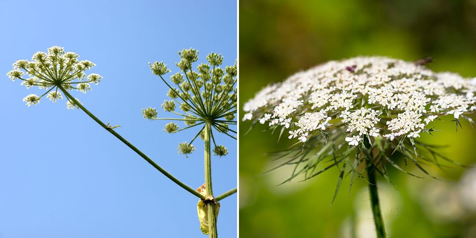 Flower, Flowering plant, Plant, Cow parsley, Trachyspermum ammi, Heracleum (plant), Anise, Parsley family, Anthriscus, wild carrot, 