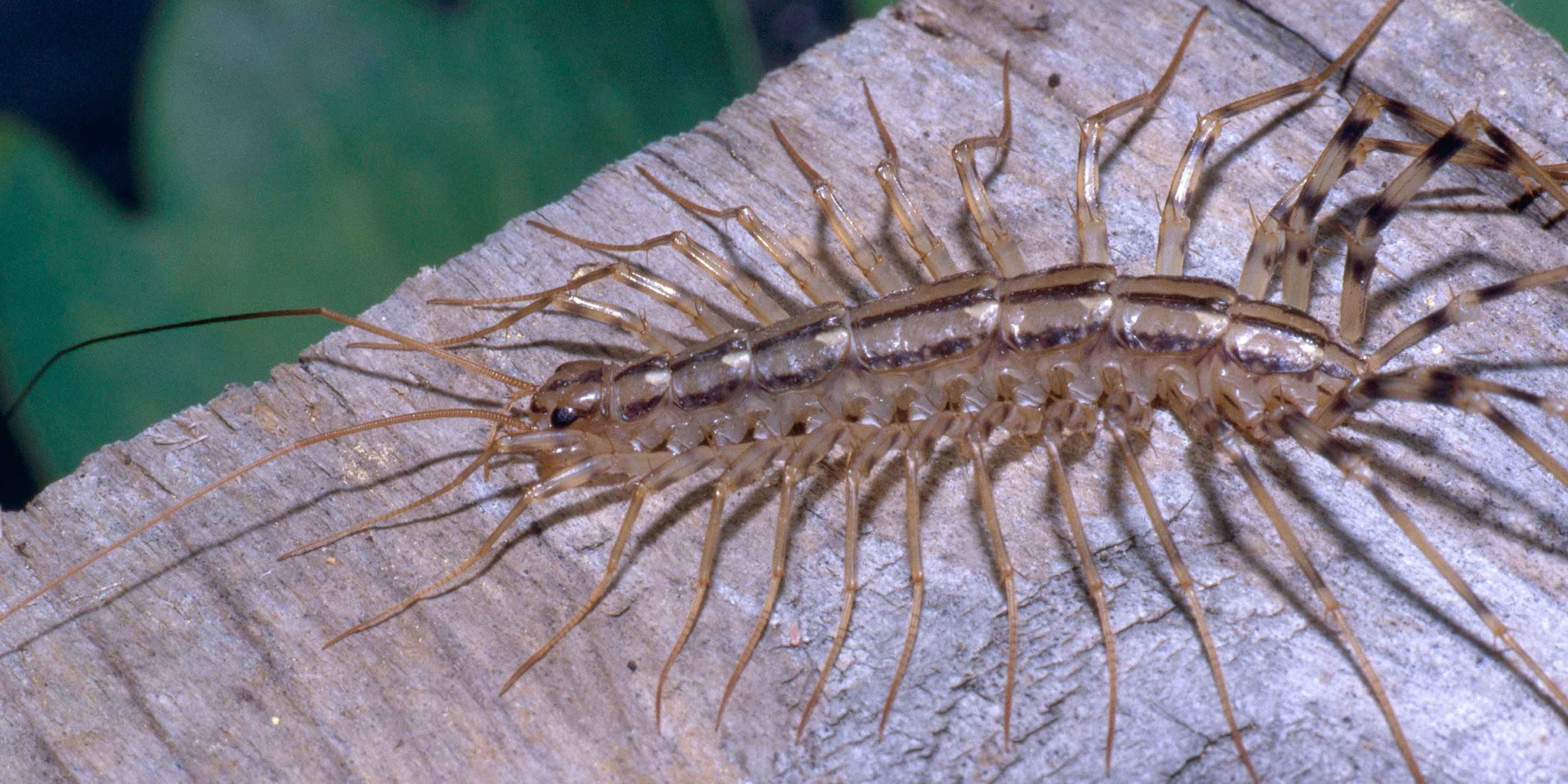 How To Keep House Centipedes Out Of Your Bed