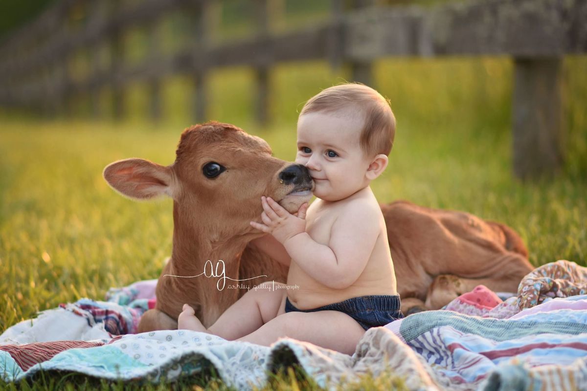 Cute Country Photography - Photo Shoot With Cows and Babies
