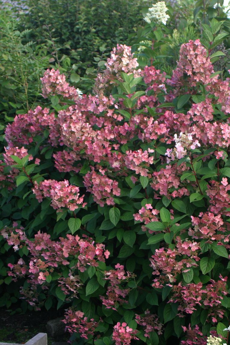 Best Hydrangeas for Every Climate Hydrangea Growing Conditions