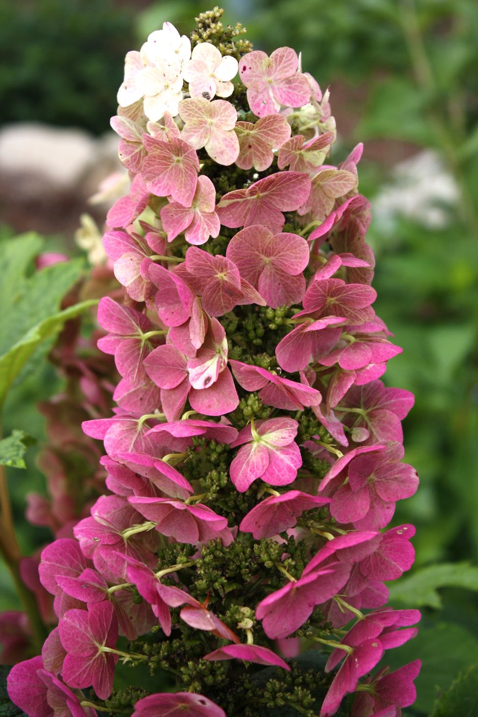 Flower, Flowering plant, Plant, Pink, Petal, Digitalis, Snapdragon, Annual plant, Verbascum, Hydrangea, 