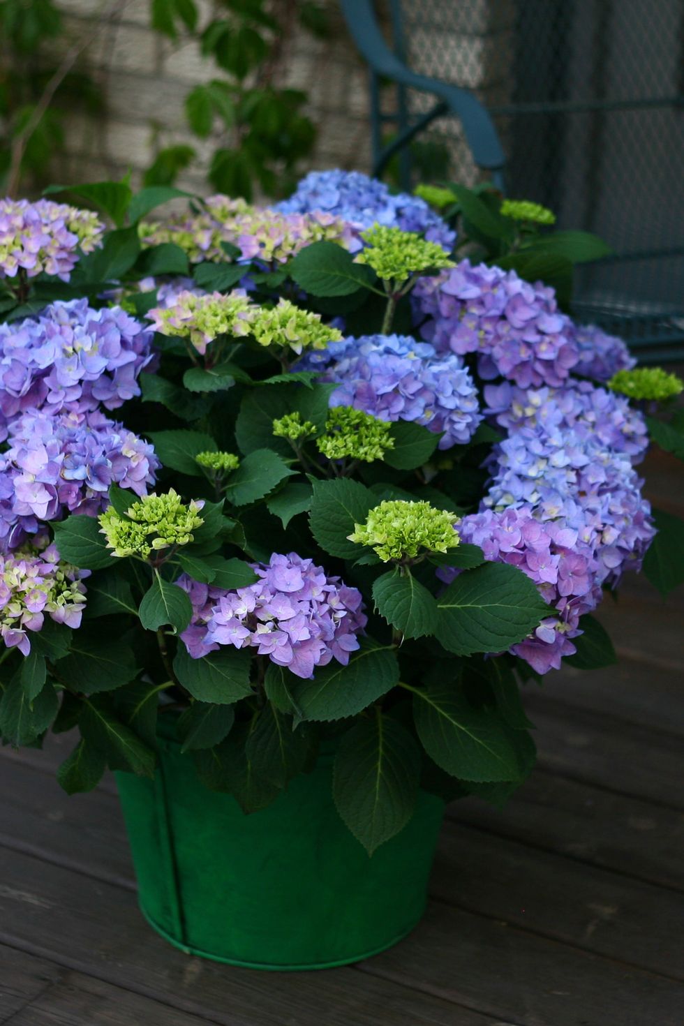 Flower, Flowering plant, Blue, Hydrangea, Plant, Hydrangeaceae, Purple, Violet, Hydrangea serrata, Botany, 