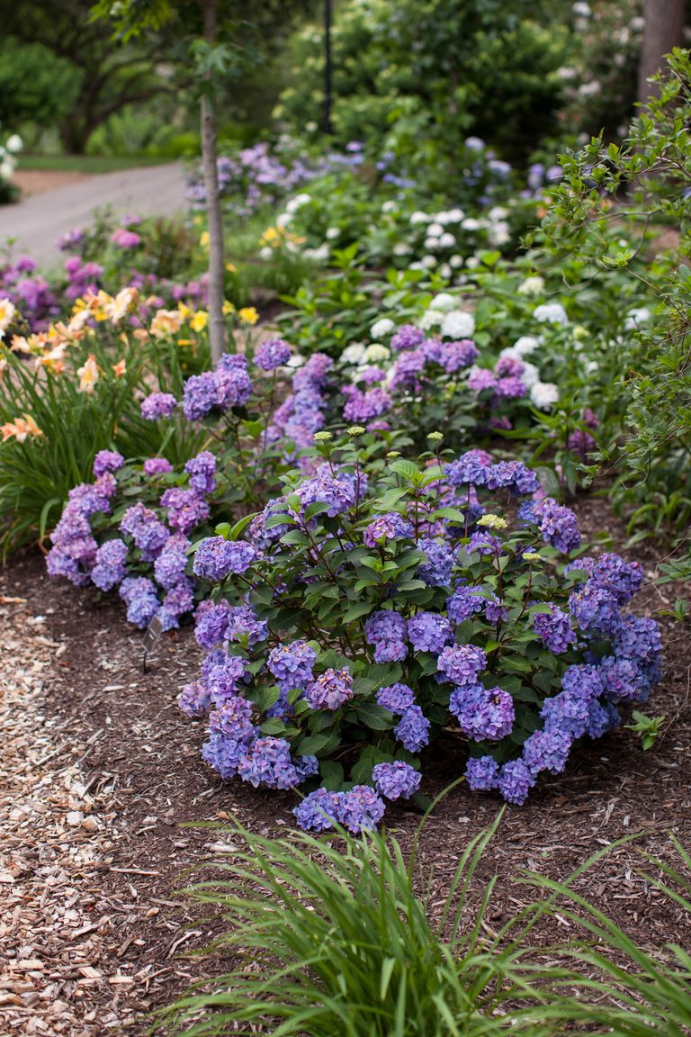 Best Hydrangeas for Every Climate - Hydrangea Growing Conditions