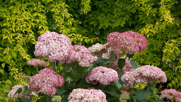 Best Hydrangeas for Every Climate - Hydrangea Growing Conditions